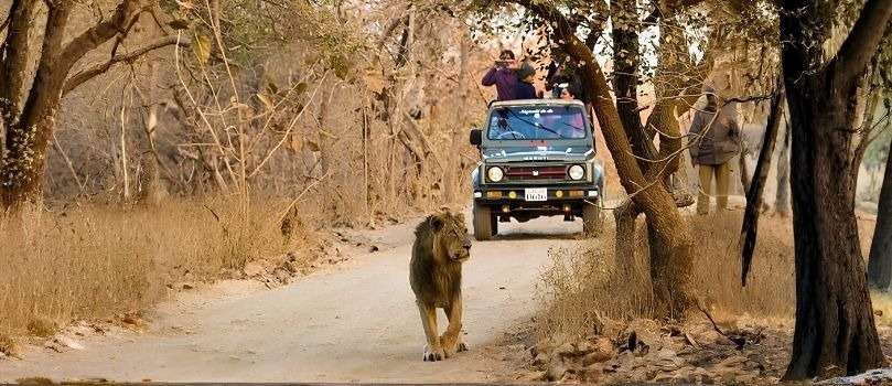 Gir Jungle Safari  Tour Package 