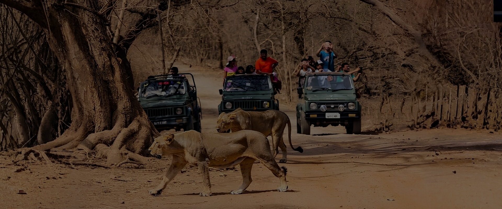https://vsquare.nshops.in/uploads/Gir Jungle Safari Tour Package